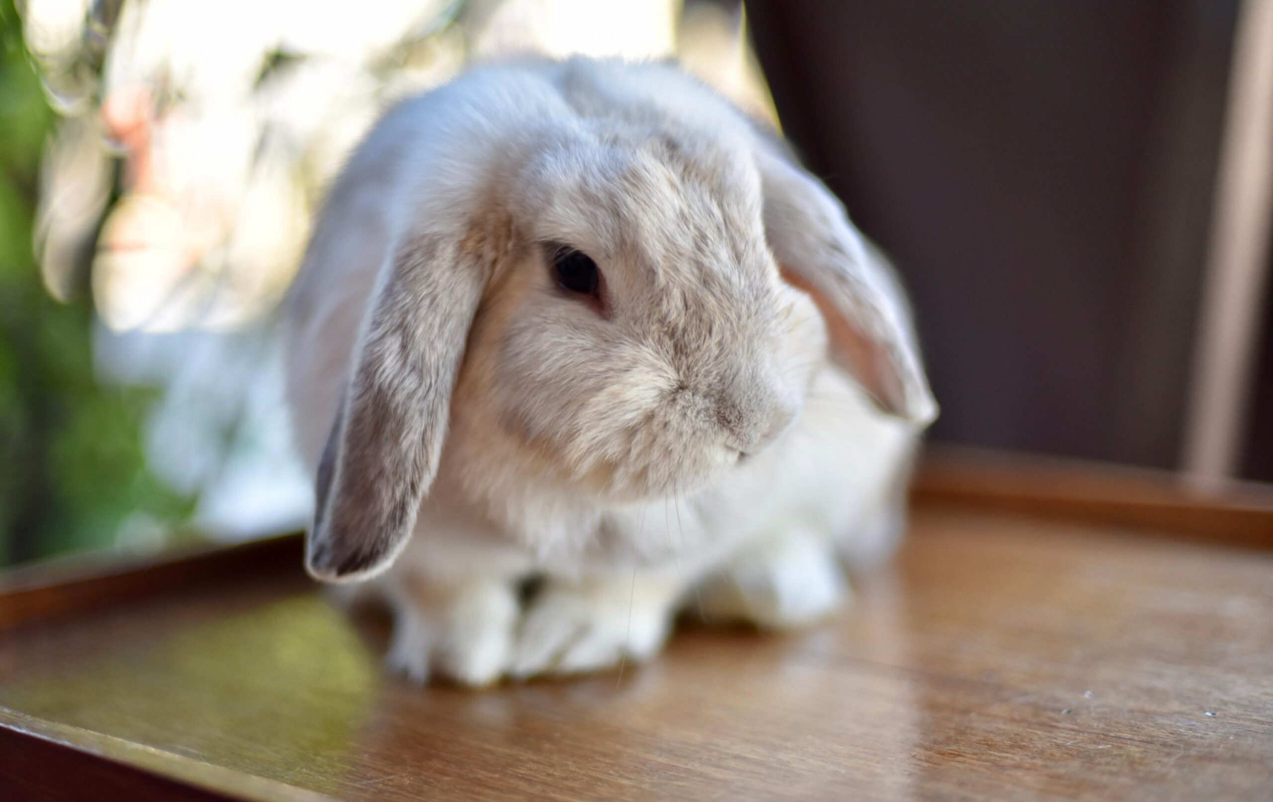 Bunny rabbit